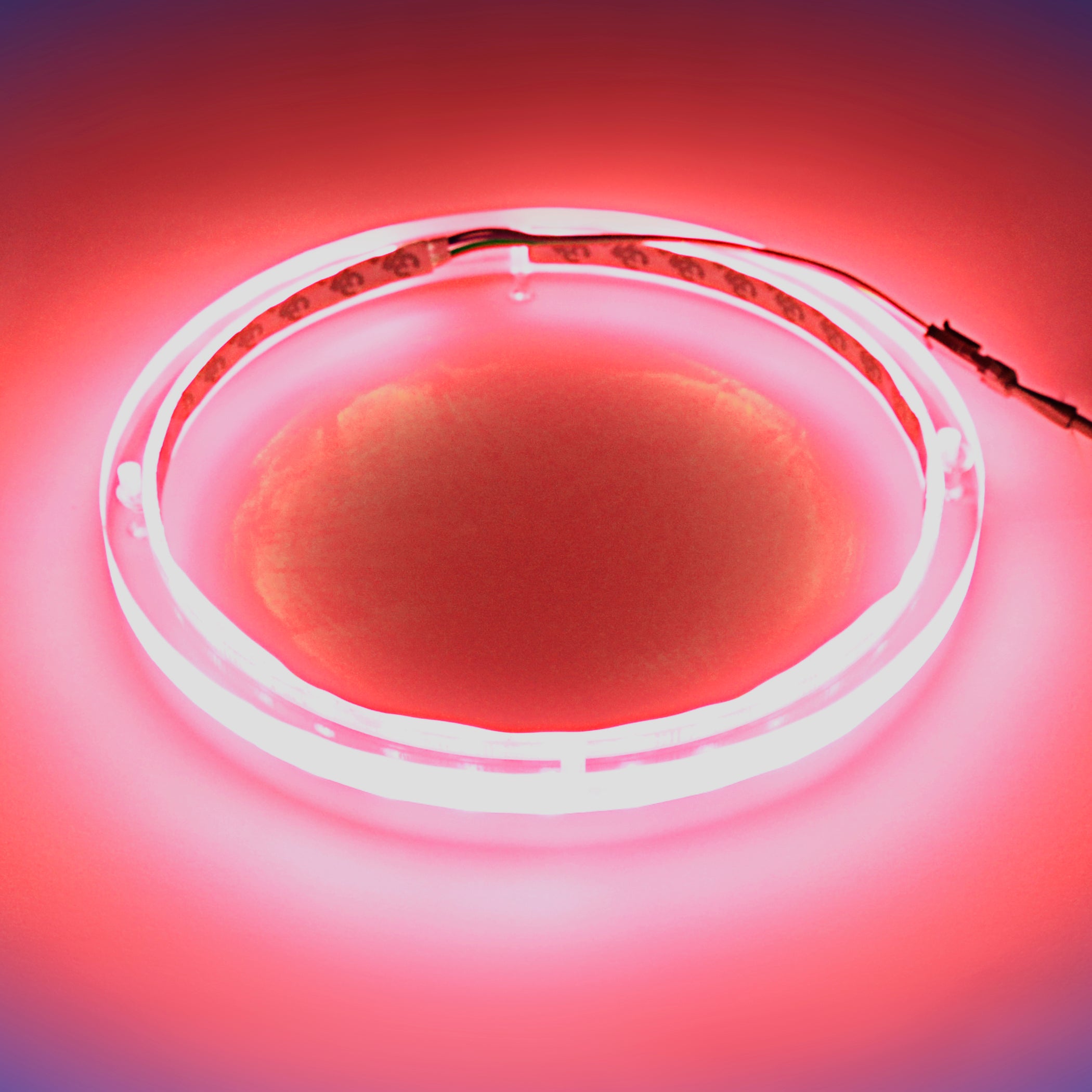 12" RGB LED Speaker Rings (NL-RIAPMP-12RGB)